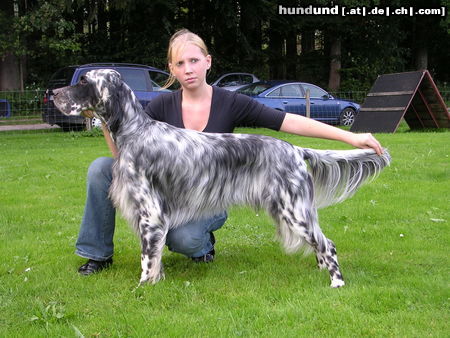 English Setter Walker William Nobleheart von der Guldegg