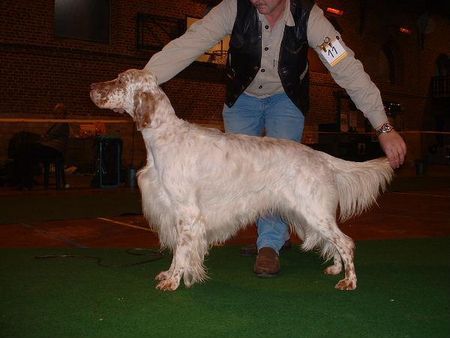 English Setter  Ned Kampioen Hawklawn Simply A Gentleman