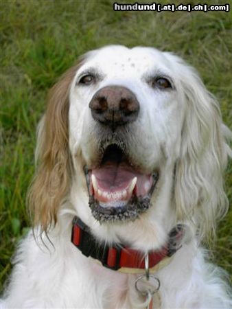 English Setter Nela z Kunstatskych Lesu (11 Jahre)