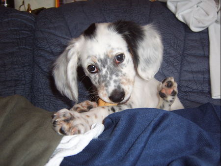 English Setter