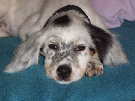 English Setter