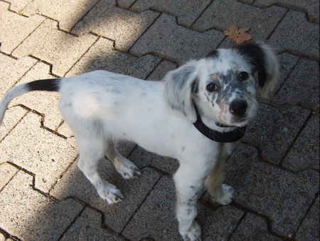 English Setter