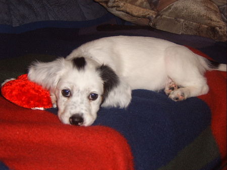 English Setter