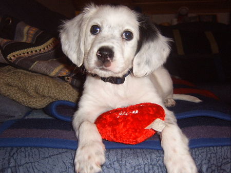 English Setter