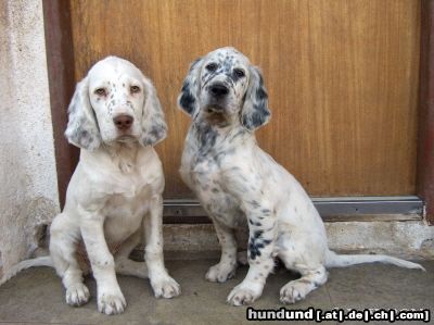 English Setter Aglaia Sun und Amarella Sweet DAVARONI - 12 Wochen