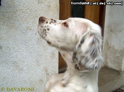 English Setter Aglaia Sun DAVARONI - 14 Wochen; exotische Farbe - lemon und liver belton