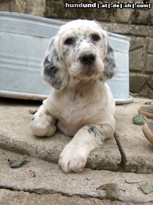 English Setter Amarella Sweet DAVARONI - 58 Tagen - neugierig und guirlige