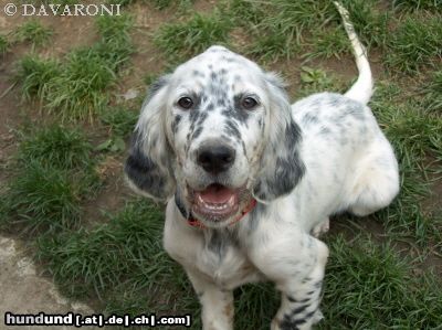 English Setter Amarella Sweet DAVARONI - 13 Wochen - einfach hübsch