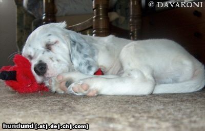 English Setter Andariel Bay DAVARONI - 47 Tagen - ermüdet