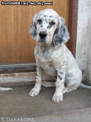 English Setter Andariel Bay DAVARONI - 12 Wochen - herzig