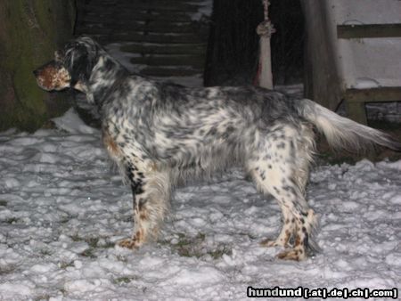 English Setter Anna Mae o Mmillfield