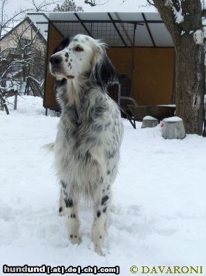 English Setter Brita od Cihelny - Begründerin die Zuchtstätte