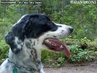 English Setter Brita od Cihelny - Begründerin die Zuchtstätte