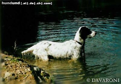 English Setter Brita od Cihelny - Begründerin die Zuchtstätte