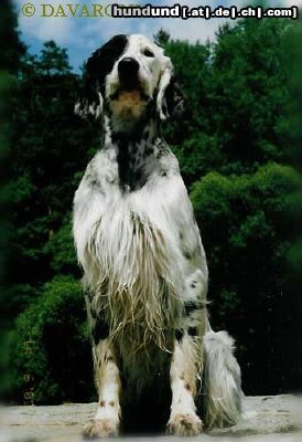 English Setter Brita od Cihelny - Begründerin die Zuchtstätte