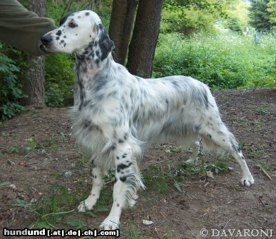 English Setter Brita od Cihelny - Begründerin die Zuchtstätte