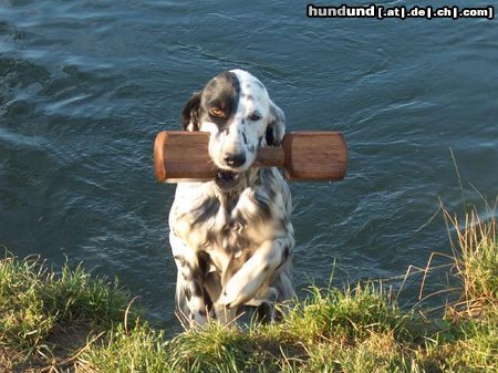 English Setter Brita od Cihelny - Aport aus Wasser