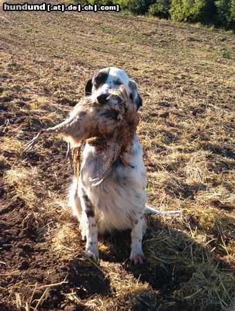 English Setter Brita od Cihelny - erfolgreich Jagd