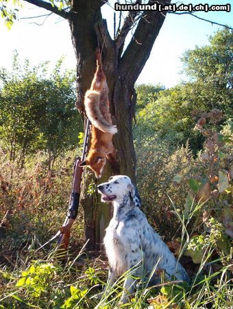 English Setter Brita od Cihelny mit Fuchs