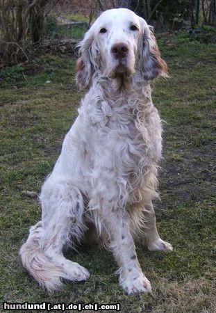 English Setter Janosch sucht ein Zuhause!