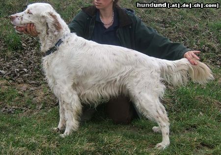 English Setter Janosch sucht ein Zuhause!