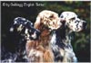 English Setter Hund