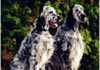 English Setter Hund