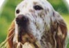 English Setter Hund