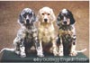 English Setter Hund