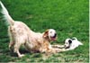 English Setter Hund