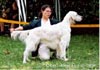 English Setter Hund