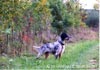 English Setter Hund