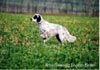 English Setter Hund