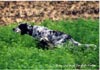 English Setter Hund