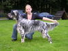 English Setter Hund