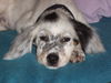 English Setter Hund