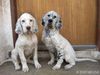 English Setter Hund