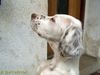 English Setter Hund