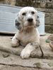 English Setter Hund