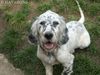 English Setter Hund