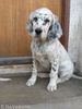 English Setter Hund