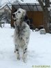 English Setter Hund