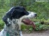 English Setter Hund