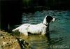 English Setter Hund