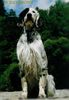 English Setter Hund