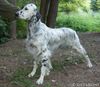 English Setter Hund