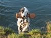 English Setter Hund