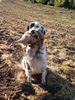 English Setter Hund