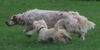 English Setter Hund