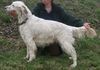 English Setter Hund